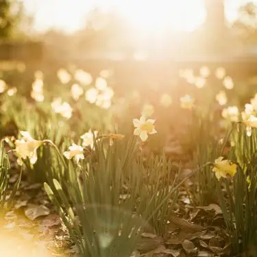 Blomsterløg i haven - masser af muligheder, masser af blomst!